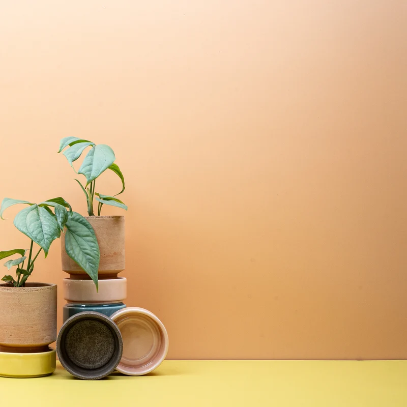 MONSTERA AMYDRIUM MEDIUM SILVER