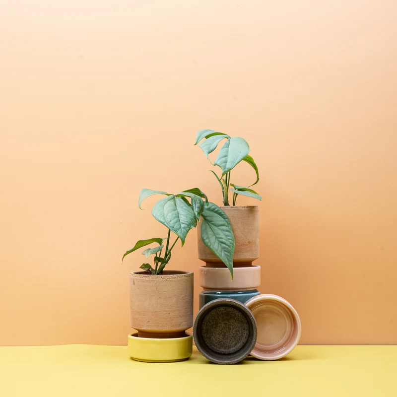 MONSTERA AMYDRIUM MEDIUM SILVER