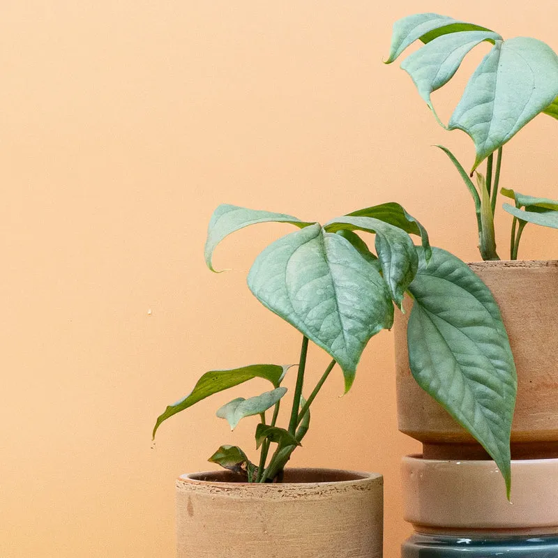 MONSTERA AMYDRIUM MEDIUM SILVER
