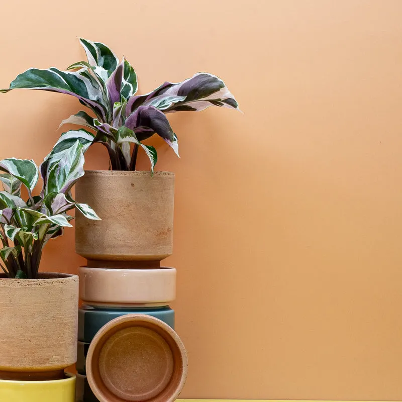 CALATHEA WHITE FUSION