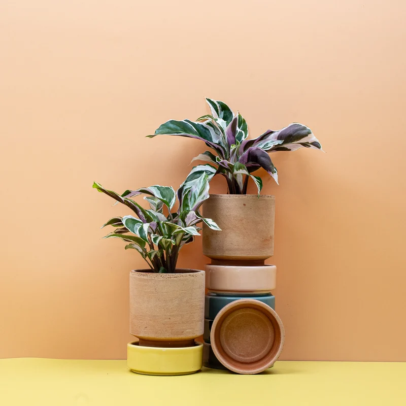 CALATHEA WHITE FUSION