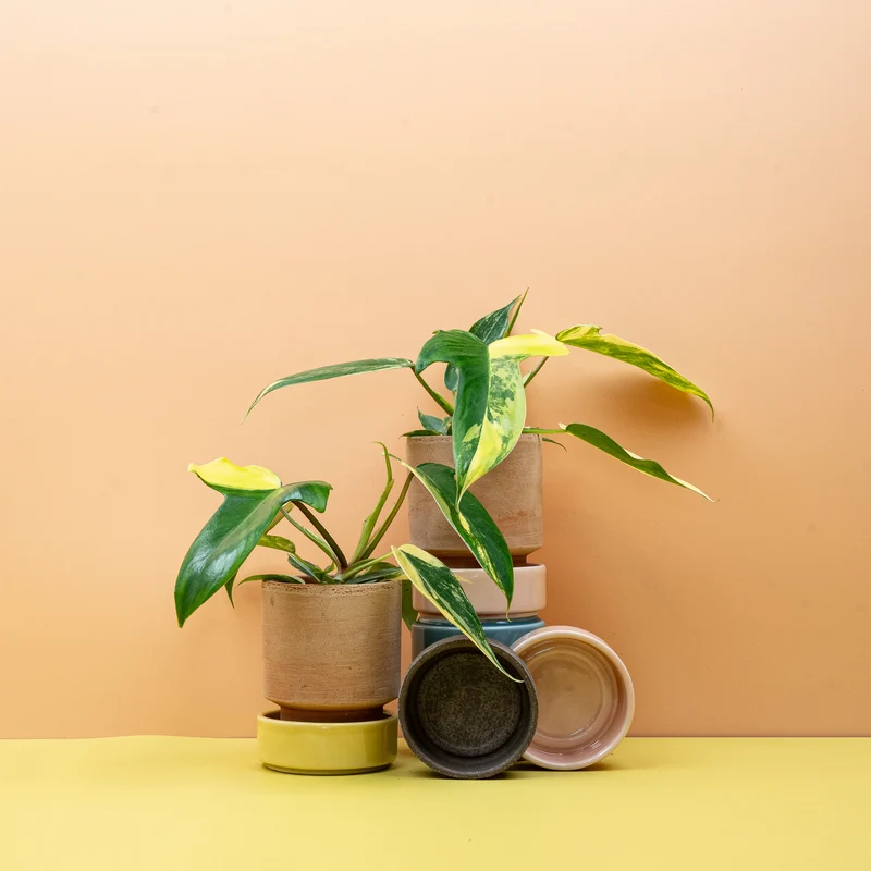 PHILODENDRON FLORIDA BEAUTY