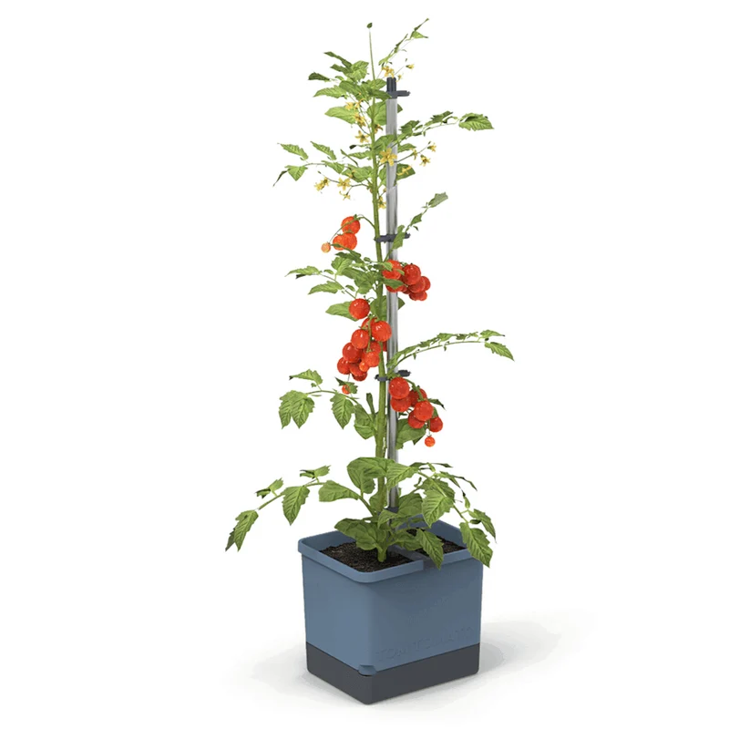 Gusta Garden Tomaten Starter-Set