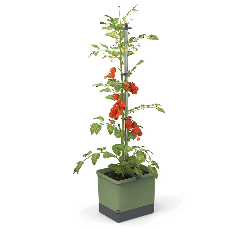 Gusta Garden Tomaten Starter-Set