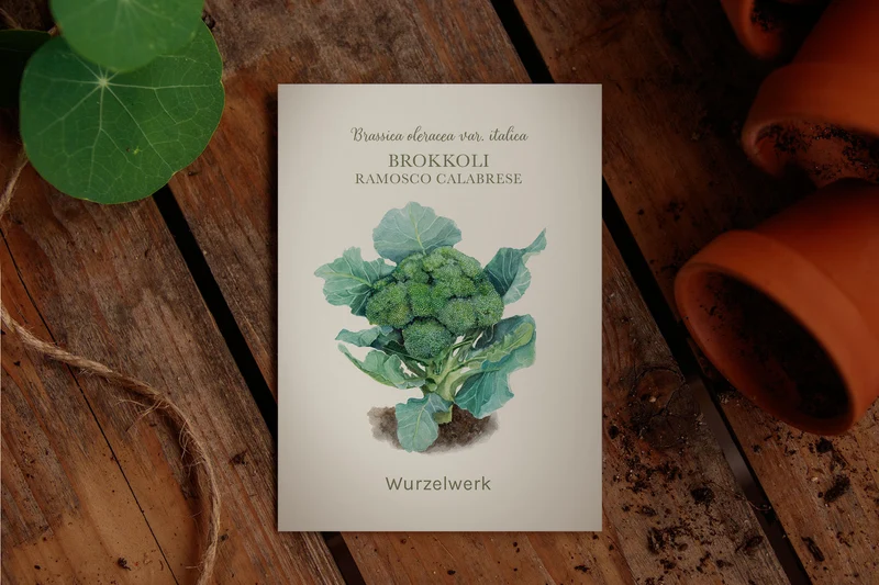 Brokkoli ‘Ramoso Calabrese‘