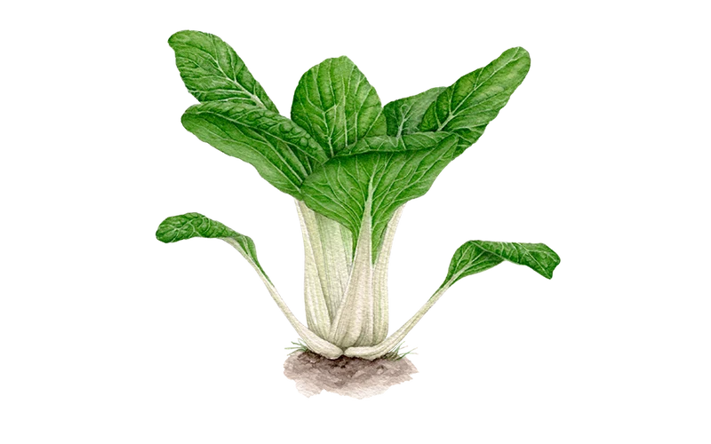 Pak Choi ‘White Celery Mustard’