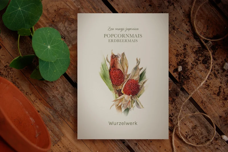 Popcornmais ‘Erdbeermais’