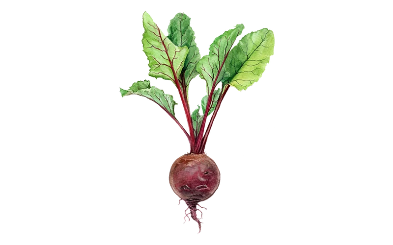 Rote Bete ‘Robuschka’