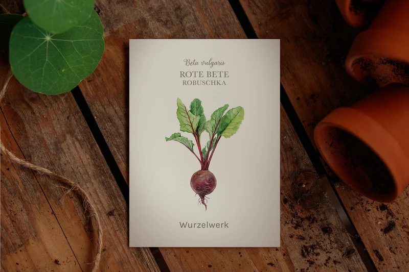 Rote Bete ‘Robuschka’