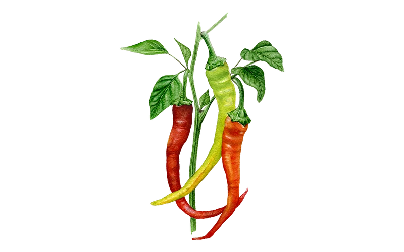 Peperoni ‘Milder Spiral’