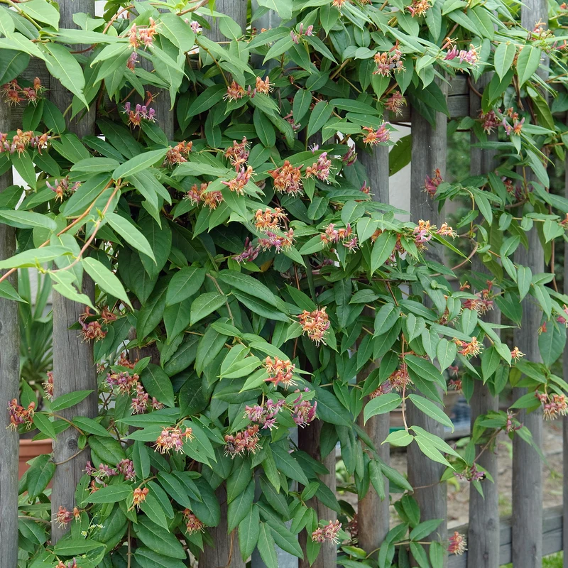 Immergrünes Geißblatt