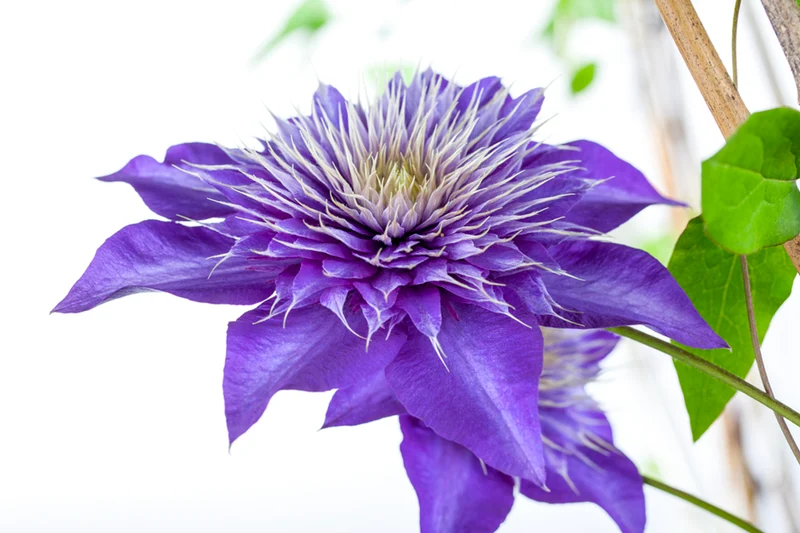 Clematis 'Multi Blue'