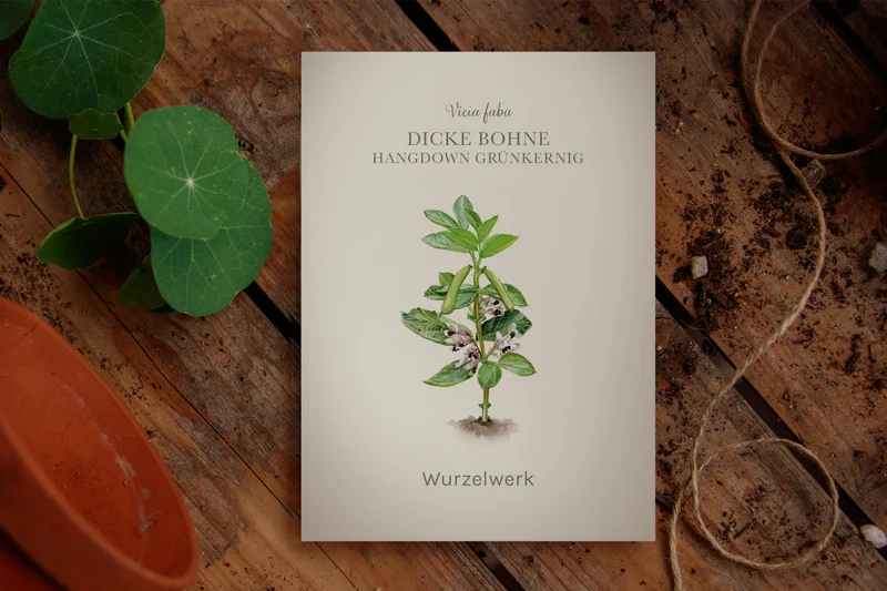 Dicke Bohne ‘Hangdown Grünkernig’