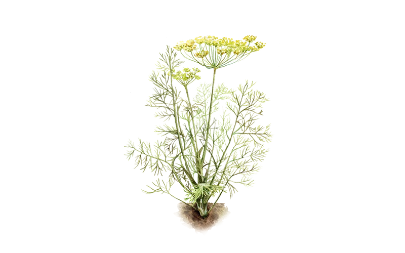 Dill