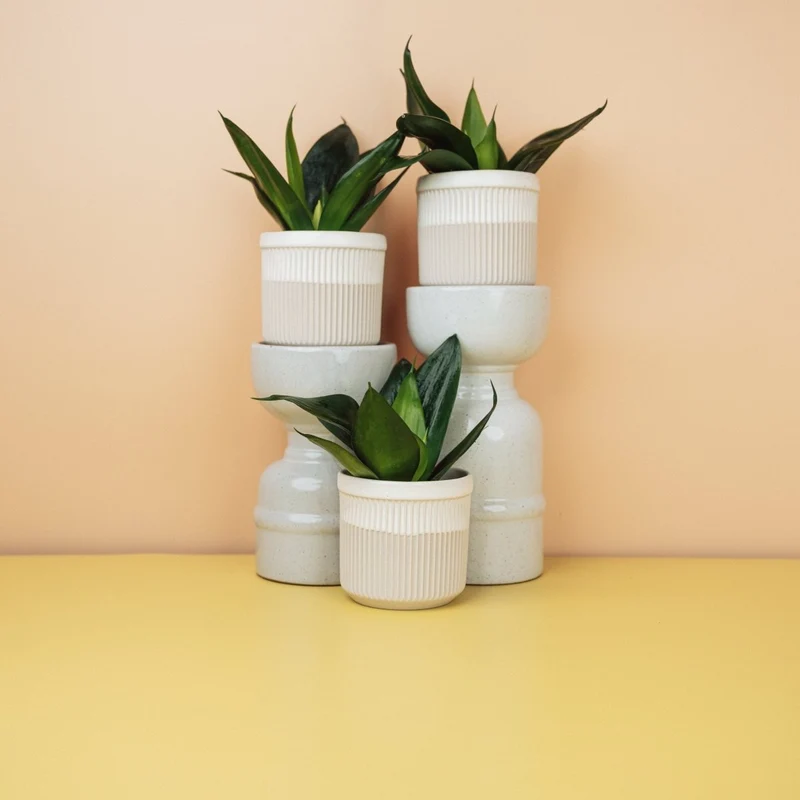 SANSEVIERIA BLACK HAHNII