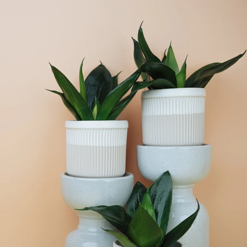 SANSEVIERIA BLACK HAHNII