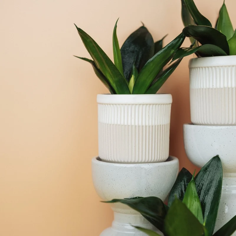 SANSEVIERIA BLACK HAHNII