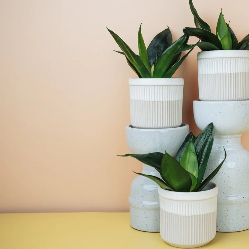 SANSEVIERIA BLACK HAHNII