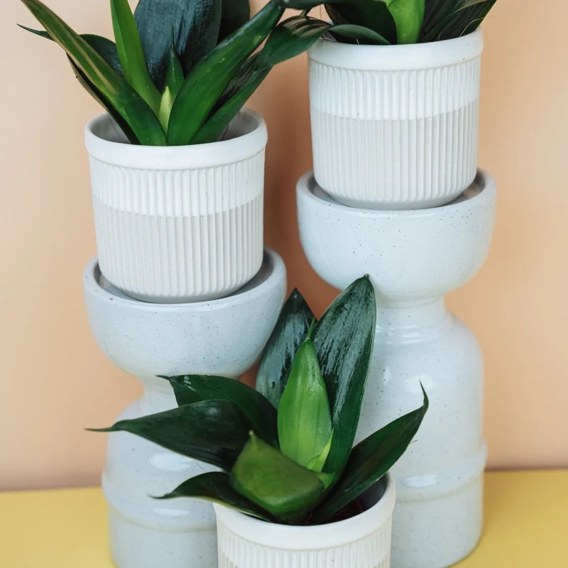 SANSEVIERIA BLACK HAHNII