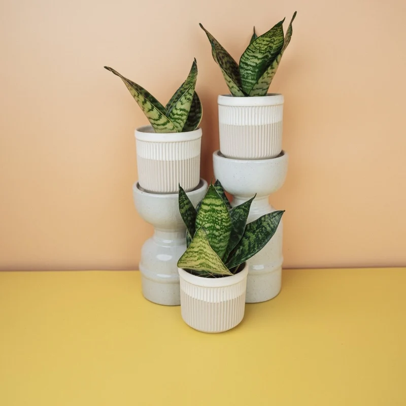 SANSEVIERIA TRIFASCIATA HAHNII