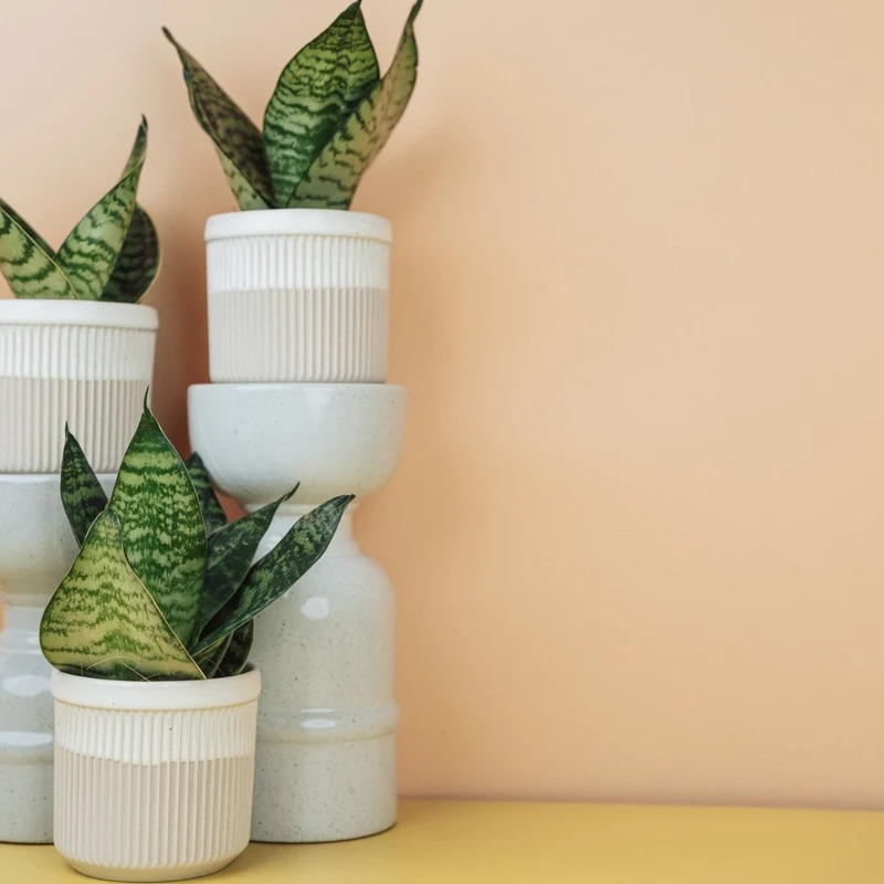 SANSEVIERIA TRIFASCIATA HAHNII