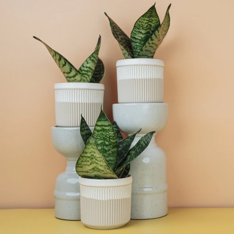 SANSEVIERIA TRIFASCIATA HAHNII