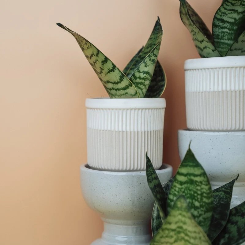 SANSEVIERIA TRIFASCIATA HAHNII