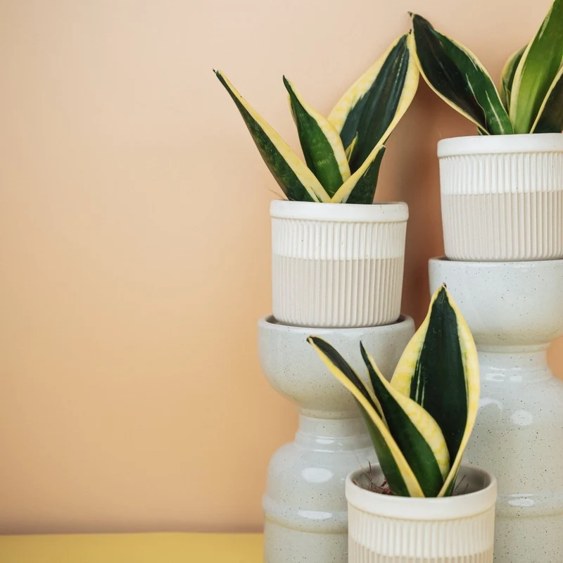 SANSEVIERIA JADE HAHNII