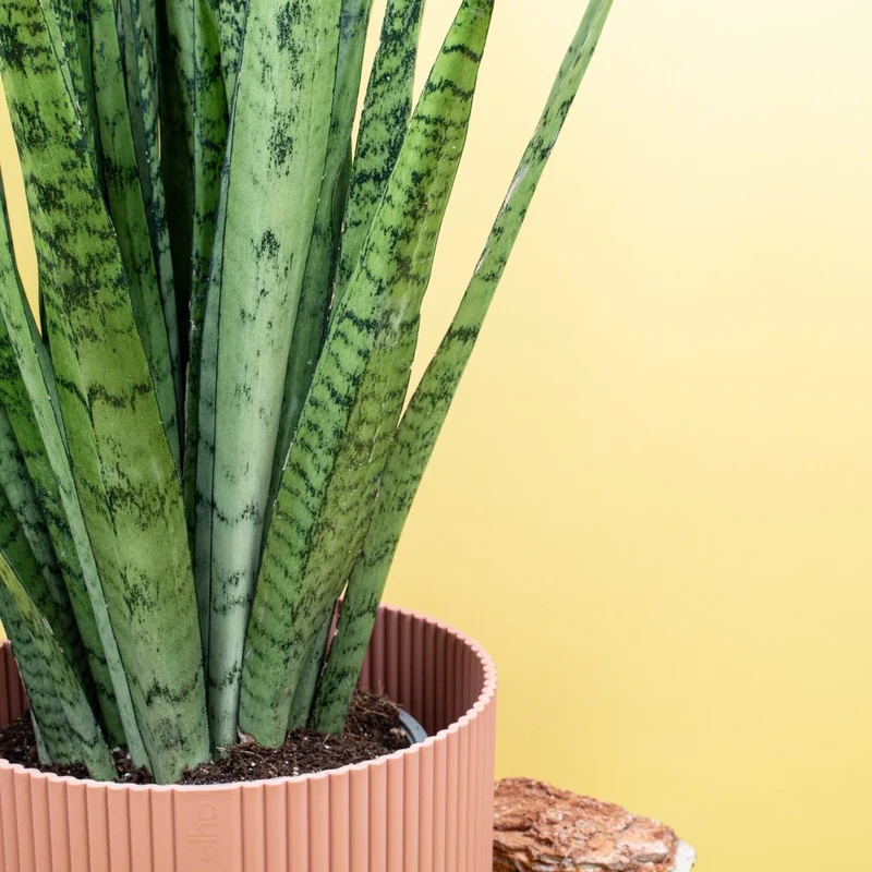 SANSEVIERIA SILVER PRINCESS