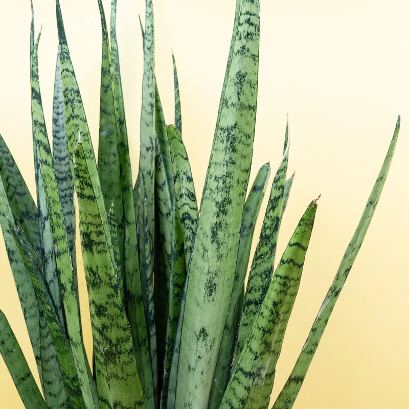 SANSEVIERIA SILVER PRINCESS