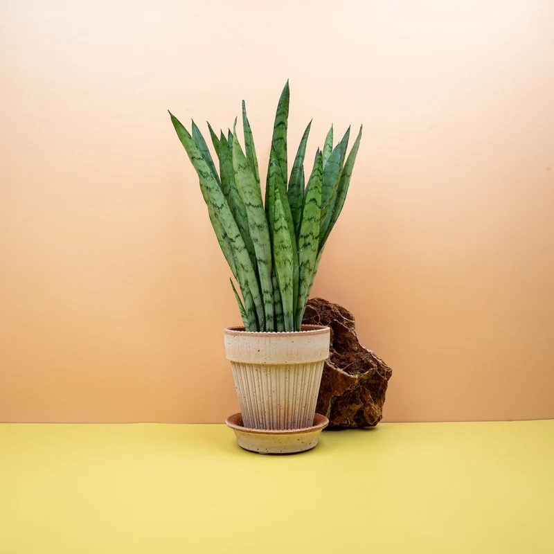 SANSEVIERIA SILVER PRINCESS