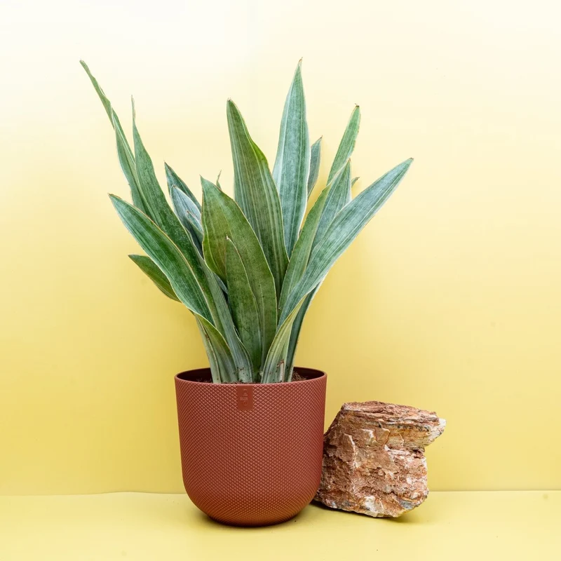 SANSEVIERIA AUBRYTIANA SAYURI