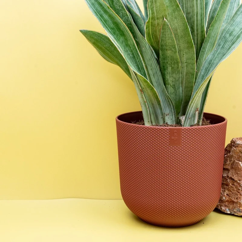 SANSEVIERIA AUBRYTIANA SAYURI