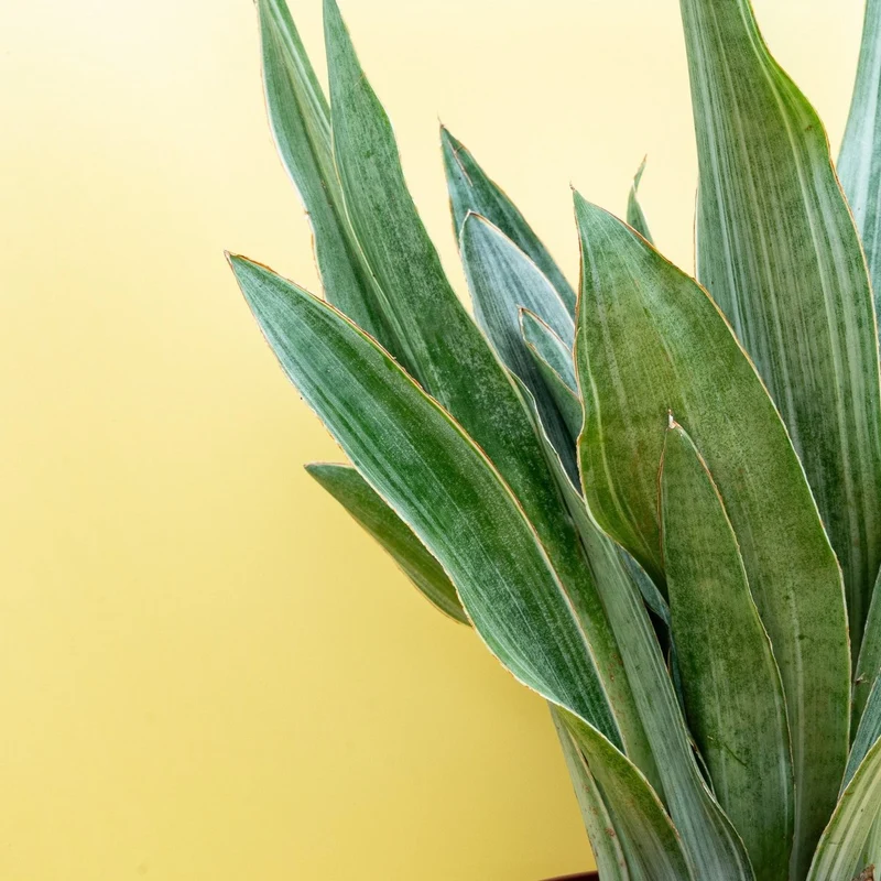SANSEVIERIA AUBRYTIANA SAYURI