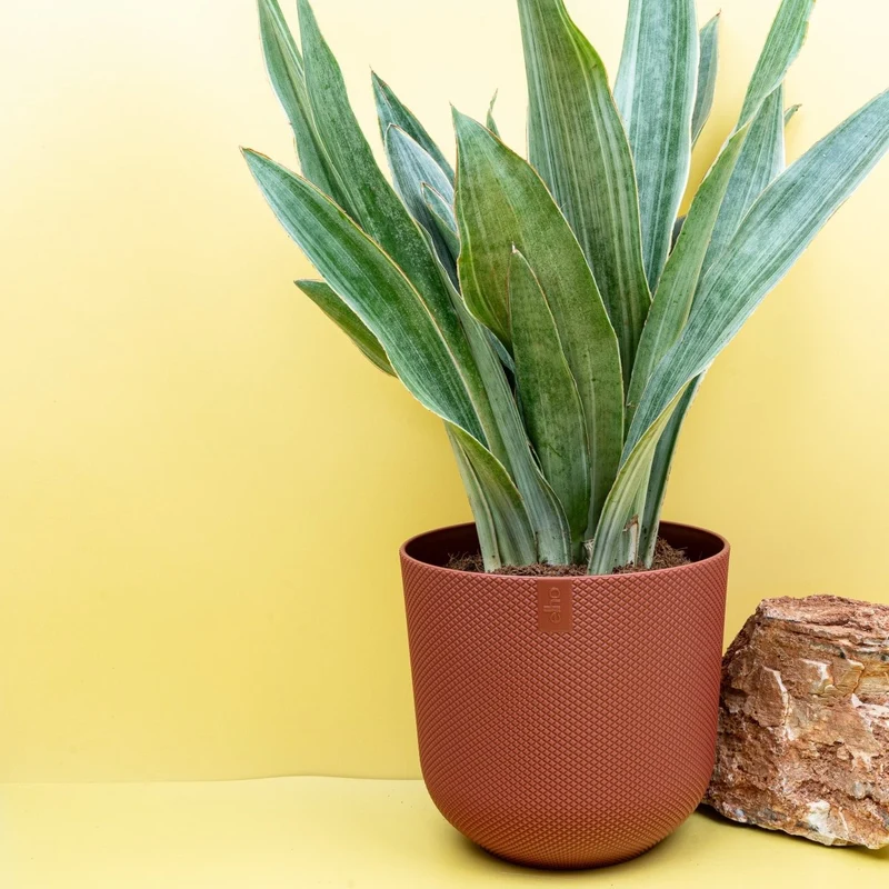 SANSEVIERIA AUBRYTIANA SAYURI