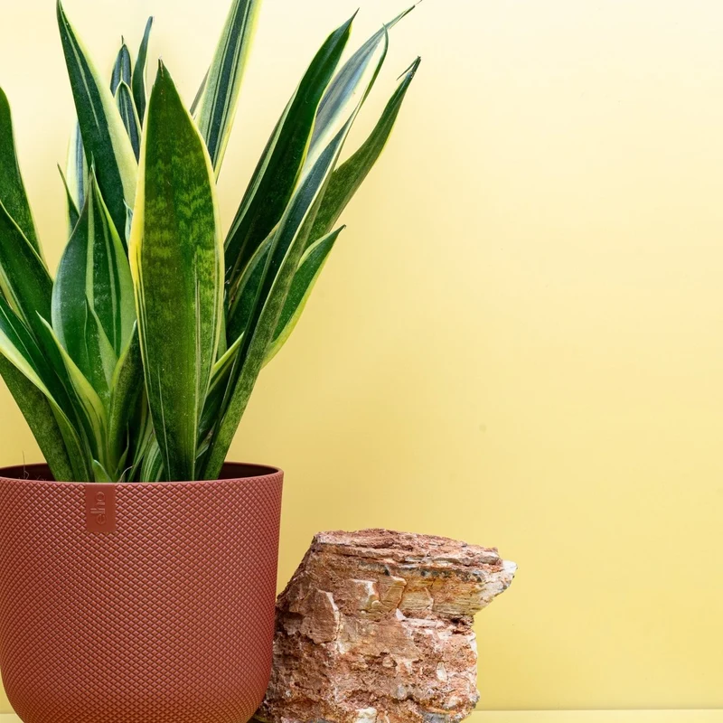 SANSEVIERIA CANARY