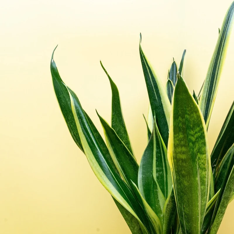 SANSEVIERIA CANARY