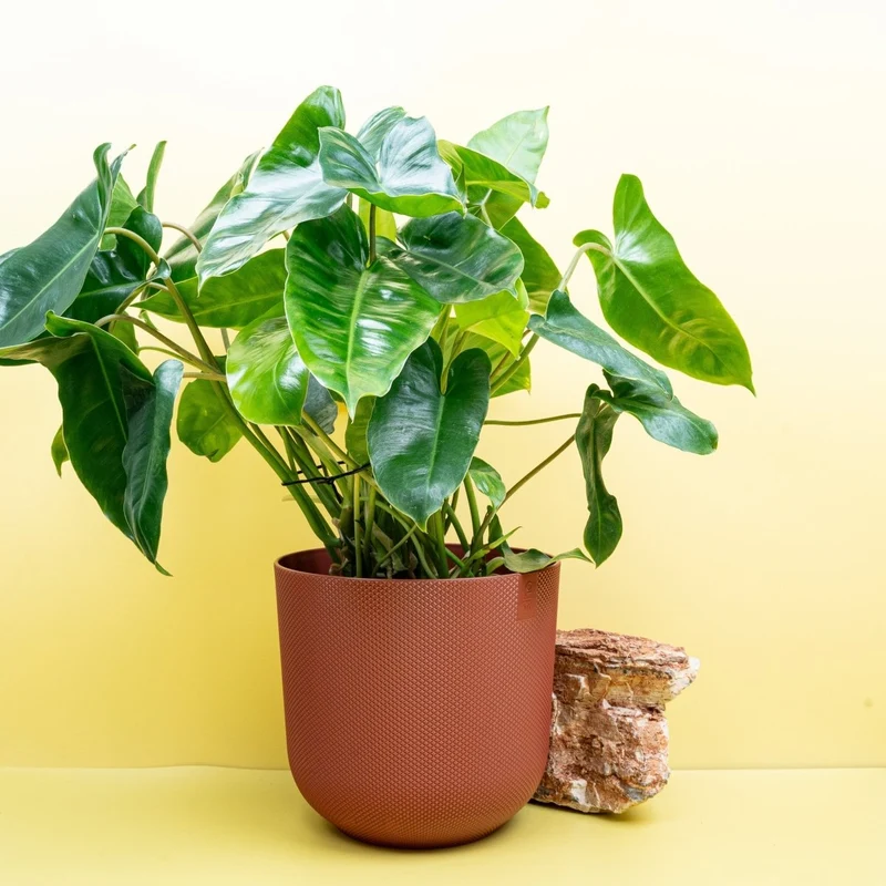 PHILODENDRON BURLE MARX