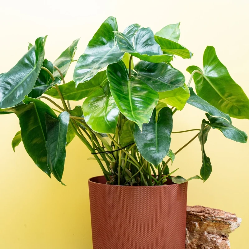 PHILODENDRON BURLE MARX