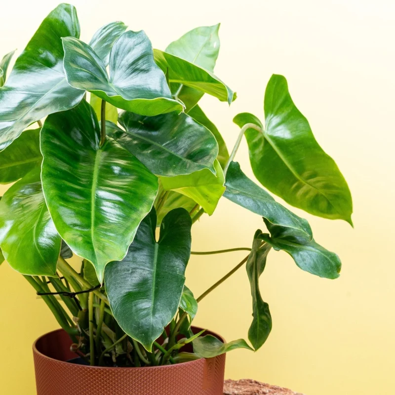 PHILODENDRON BURLE MARX