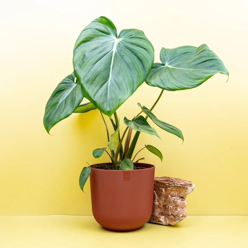 PHILODENDRON PASTAZANUM