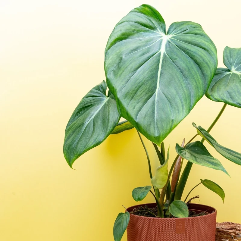 PHILODENDRON PASTAZANUM