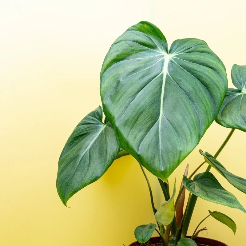 PHILODENDRON PASTAZANUM