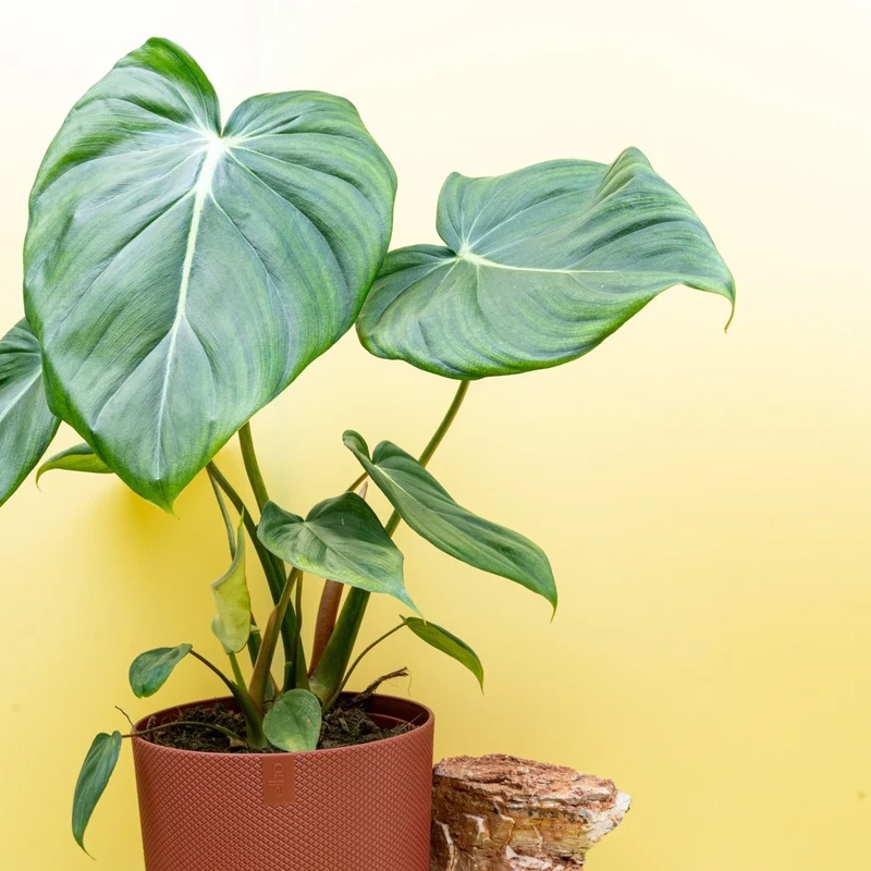 PHILODENDRON PASTAZANUM