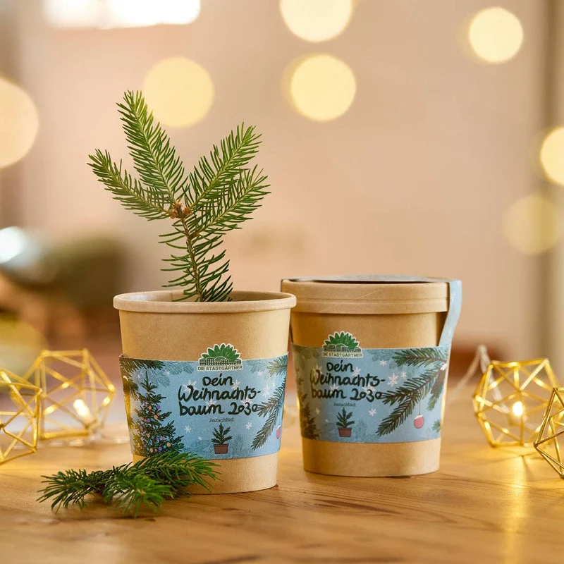 Anzuchtset | 2030 Weihnachtsbaum aus dem Becher
