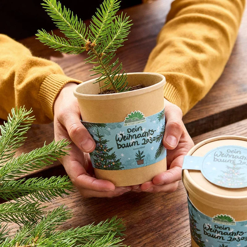 Anzuchtset | 2030 Weihnachtsbaum aus dem Becher