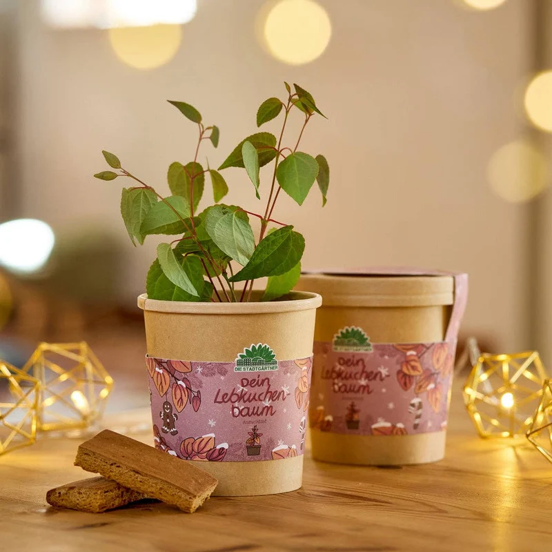 Anzuchtset | Lebkuchenbaum aus dem Becher