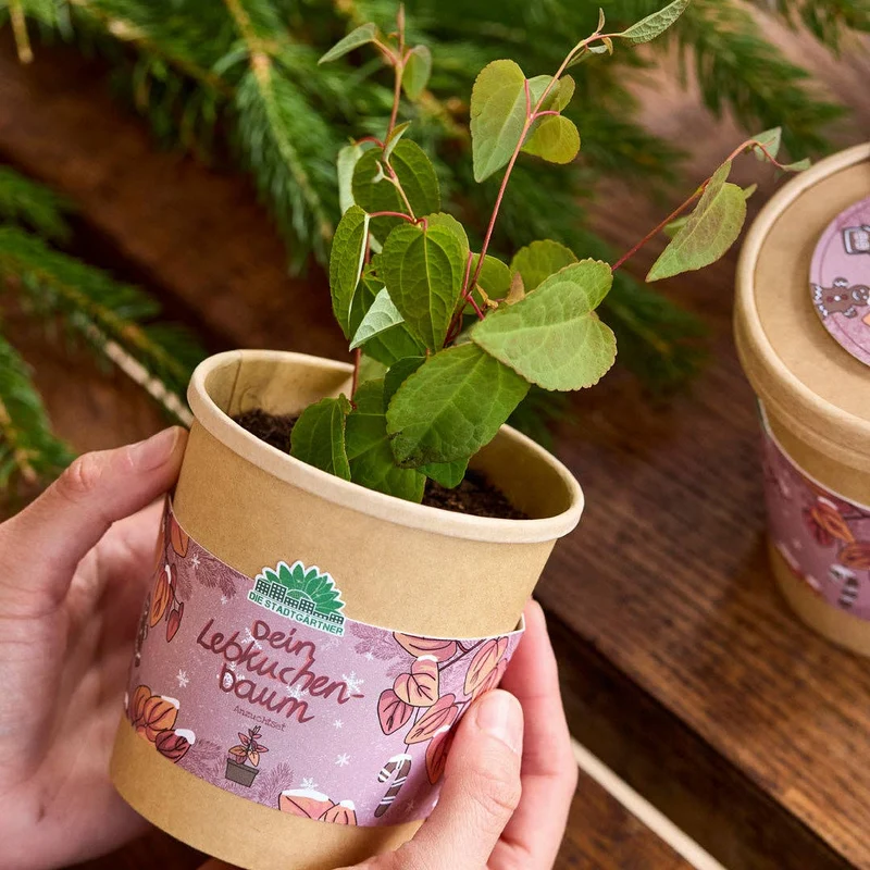 Anzuchtset | Lebkuchenbaum aus dem Becher