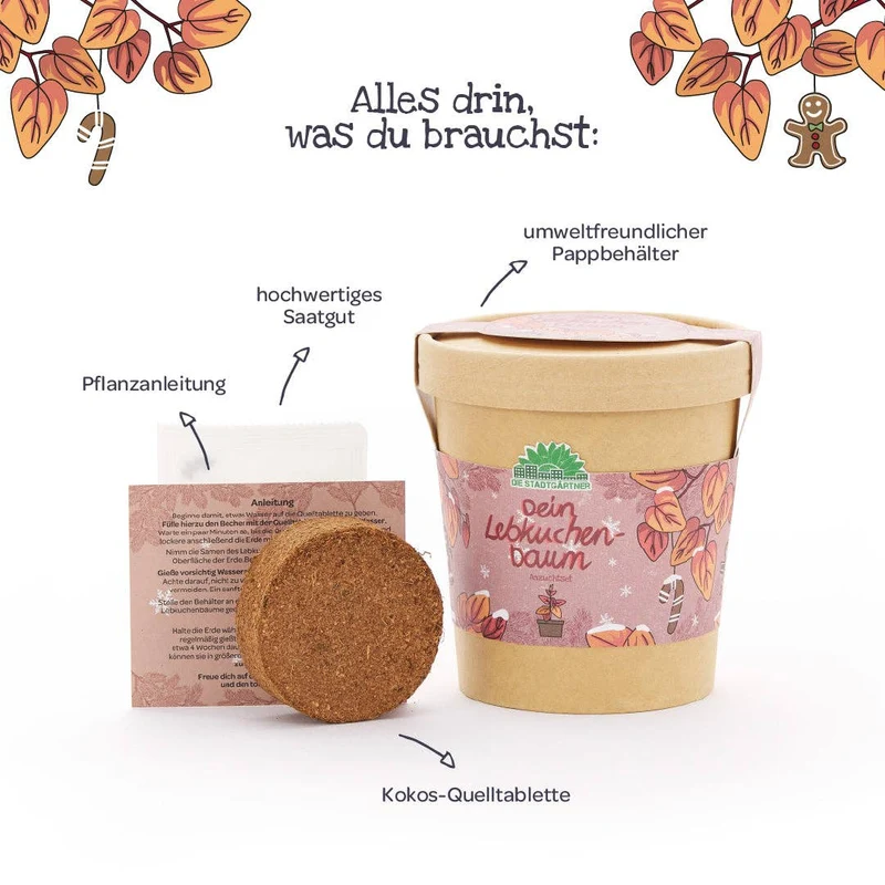 Anzuchtset | Lebkuchenbaum aus dem Becher