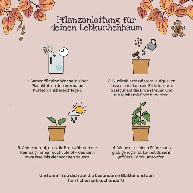 Anzuchtset | Lebkuchenbaum aus dem Becher